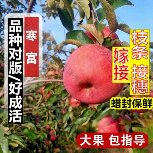 嫁接接穗枝条码子芽嫁接东北抗冻寒富苹果树苗矮化盆栽庭院耐寒脆