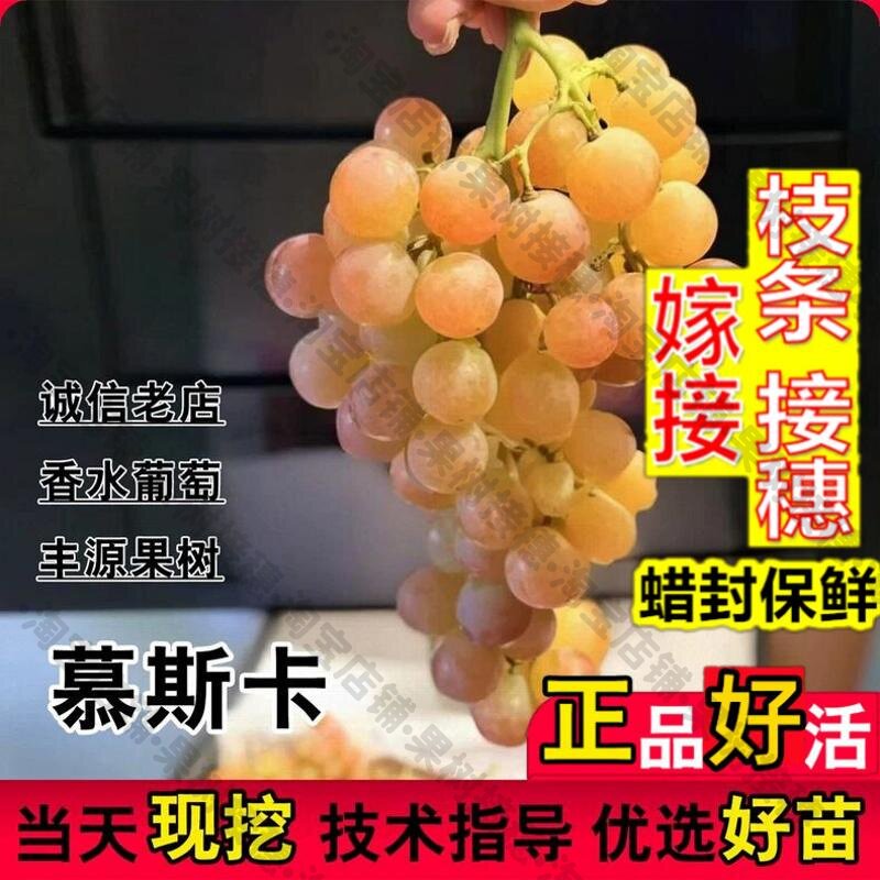 嫁接接穗枝条码子芽智利香水慕美人白葡萄树苖盆栽爬藤酿酒慕斯卡
