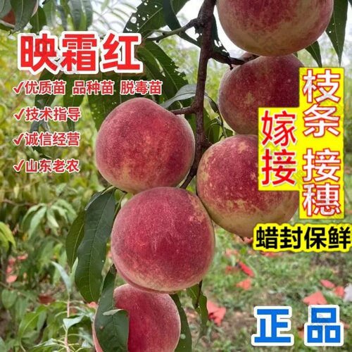 嫁接接穗枝条码子芽映霜红雪桃冬丰冬桃苗特晚熟11月新品