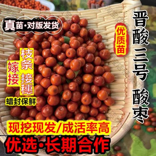 嫁接接穗枝条码子芽晋酸3号药用高产双仁酸枣苗野生山枣树苗南北