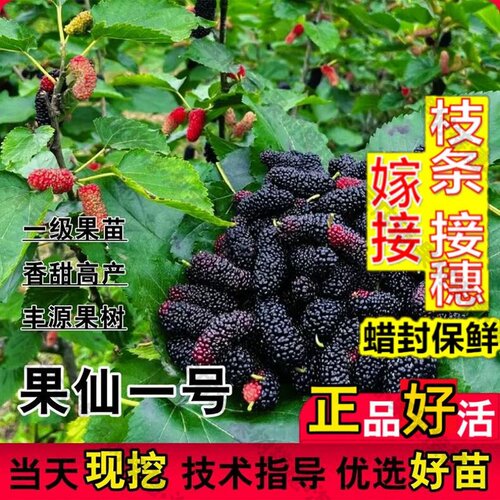嫁接接穗枝条码子芽纯甜耐寒长果桑苗果仙一号桑葚树苗盆栽桑树地