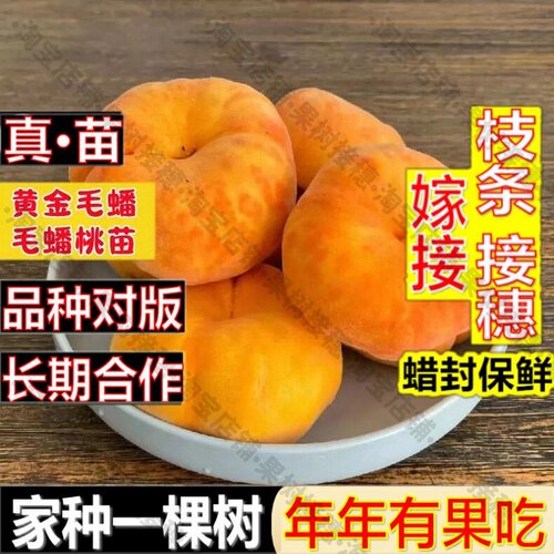 嫁接接穗枝条码子芽黄金毛蟠桃苗南北方庭院地栽果树盆栽嫁接桃子