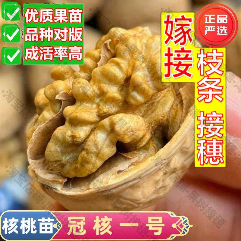 嫁接接穗枝条码子芽冠核一号核桃树苗嫁接薄皮核桃苗耐寒南北方种图片