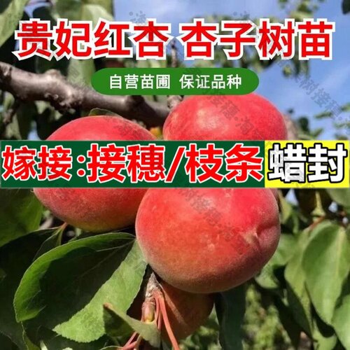 嫁接接穗枝条码子芽贵妃红杏树苗嫁接特大杏子苗新品种盆地栽当年