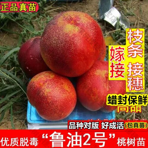 嫁接接穗枝条码子芽嫁接鲁油2号桃树苗早熟6月成熟黄肉油桃苗北南