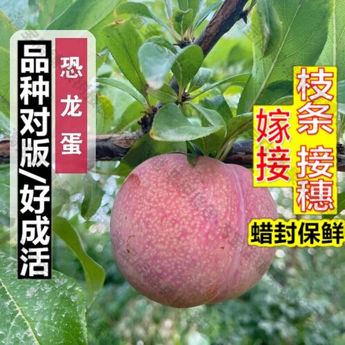 嫁接接穗枝条码子芽特大青皮红心李子树苗味帝李子苗嫁接脆甜脱骨