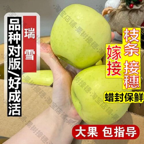 嫁接接穗枝条码子芽嫁接耐寒瑞雪苹果树苗矮化盆栽地栽嫁接脆甜青