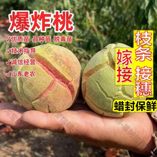 嫁接接穗枝条码子芽网红丑桃裂纹桃冬桃果苗桃树苗脆甜爆炸桃鄢玉