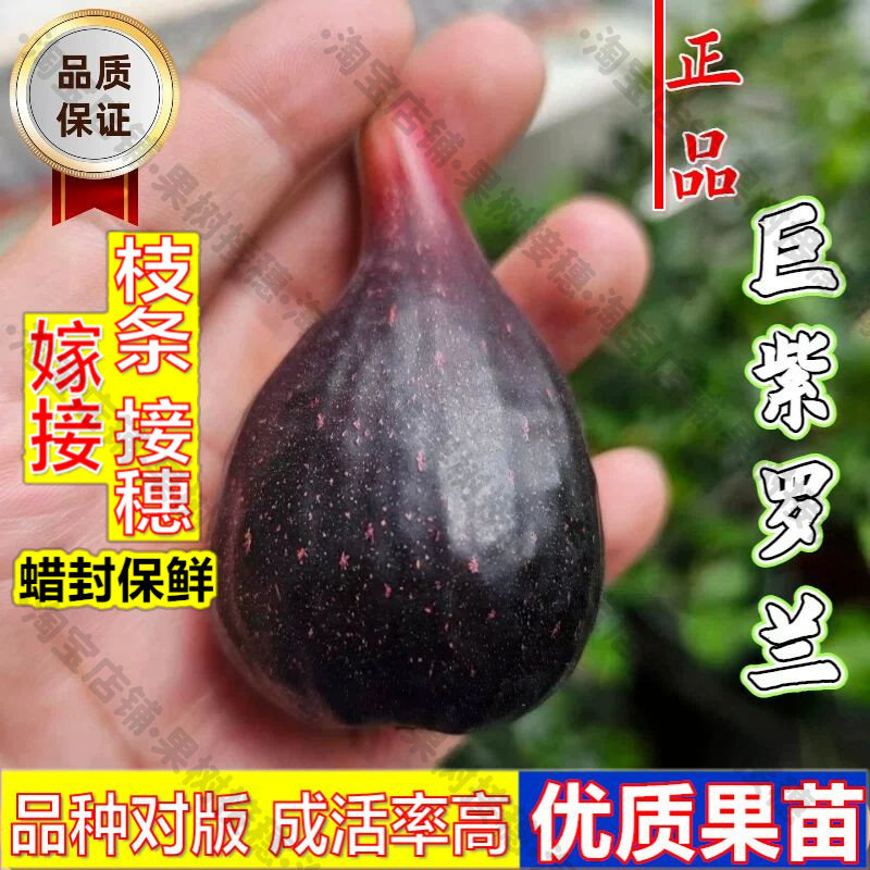 嫁接接穗枝条码子芽无花果树苗阳台盆栽地栽香甜软糯巨紫罗兰无花图片
