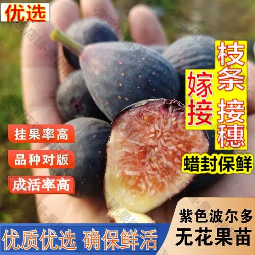 嫁接接穗枝条码子芽紫色波尔多无花果小波无花果苗盆栽果树苗南北