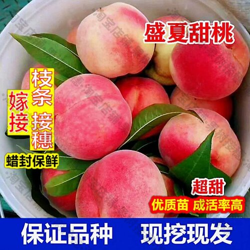 嫁接接穗枝条码子芽盛夏甜桃王桃树苗嫁接新品种桃苗特大脆甜桃树
