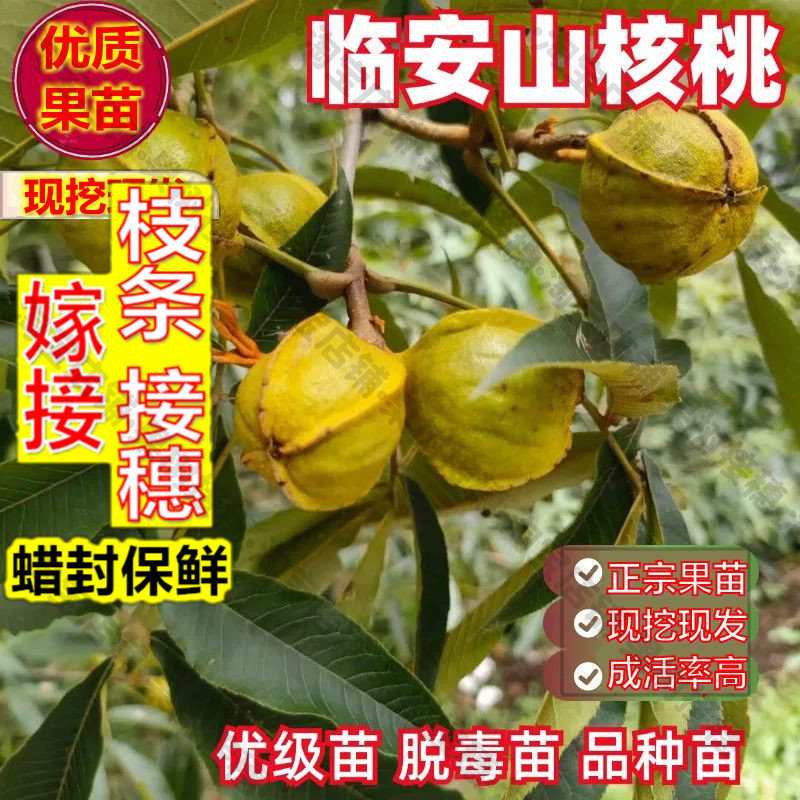 嫁接接穗枝条码子芽临安山核桃树苗南方北方庭院地栽种植阳台盆栽