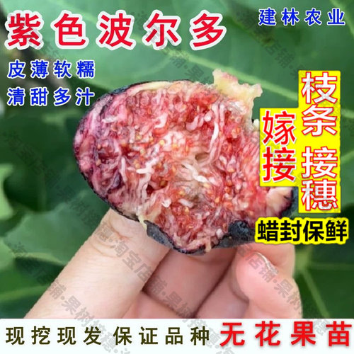 嫁接接穗枝条码子芽紫色波尔多无花果小波无花果苗盆栽果树苗南北