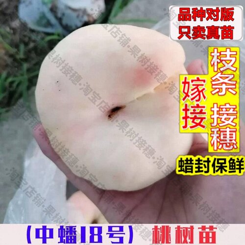 嫁接接穗枝条码子芽嫁接白肉毛蟠桃苗中蟠18号蟠桃树果苗南北方庭