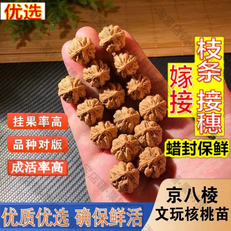 嫁接接穗枝条码子芽京八棱文玩核桃树苗小手捻山核桃白狮子头正圆