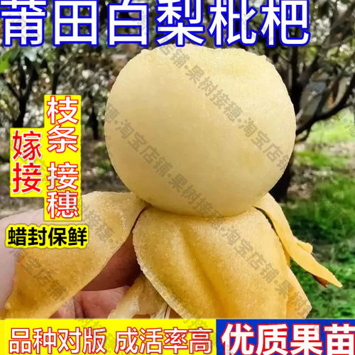 嫁接接穗枝条码子芽莆田白梨枇杷树果苗大果嫁接苗盆栽果树南北方