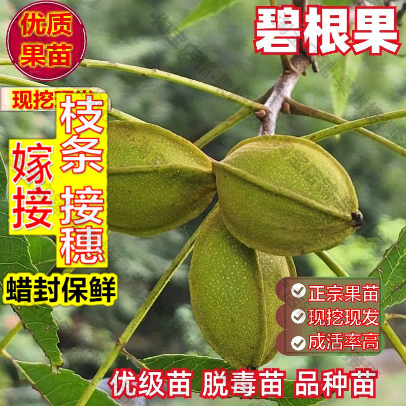 嫁接接穗枝条码子芽美国山核桃树苗嫁接碧根果树苗核桃苗南方北方
