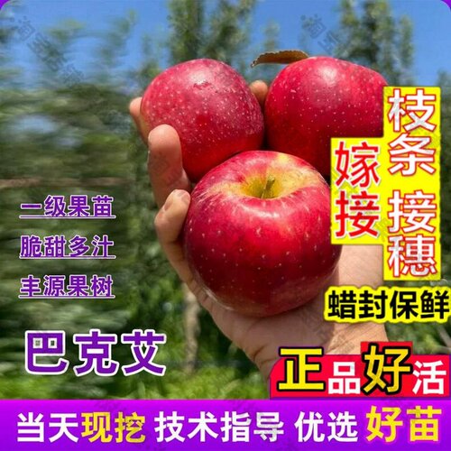 嫁接接穗枝条码子芽嫁接矮化早熟巴克艾苹果苗7月份乔化脆甜嘎啦