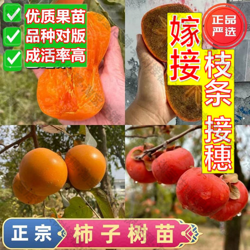 嫁接接穗枝条码子芽脆甜柿子树果苗耐寒阳台庭院盆地栽无核柿子树