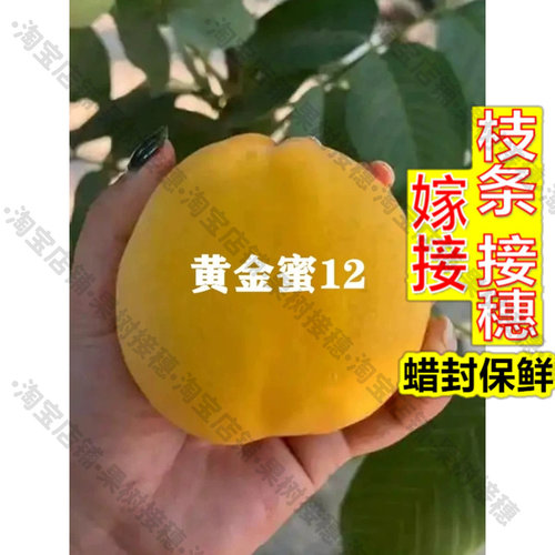 嫁接接穗枝条码子芽新品种黄桃树苗黄金蜜12号桃树苗黄桃苗果大香