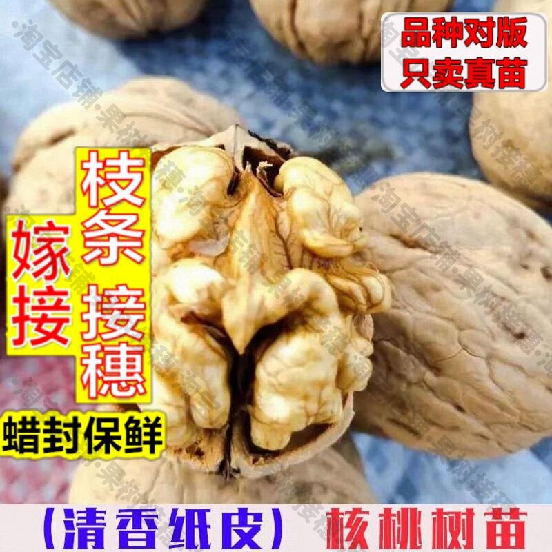 嫁接接穗枝条码子芽清香薄皮核桃树苗嫁接纸皮香玲核桃苗薄壳核桃图片