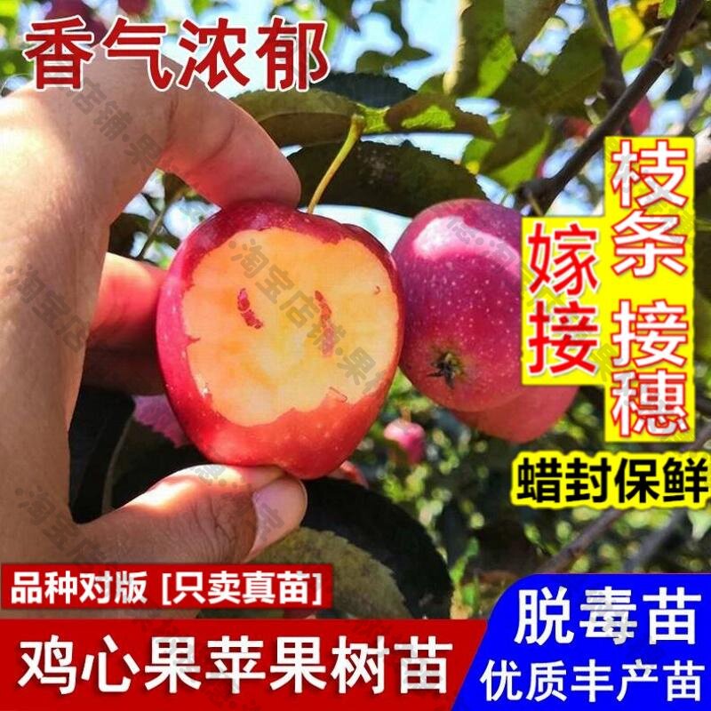 嫁接接穗枝条码子芽嫁接鸡心果小苹果树苗抗寒脆甜沙果海棠苹果苗图片