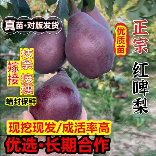 嫁接接穗枝条码子芽红梨树果苗特大软梨嫁接红啤梨树苗巴梨葫芦梨
