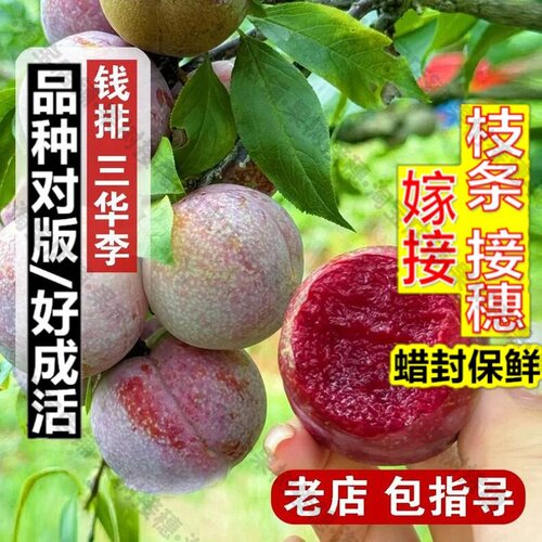 嫁接接穗枝条码子芽钱排三华李耐寒果苗早熟三月李酸甜李子苗树苗