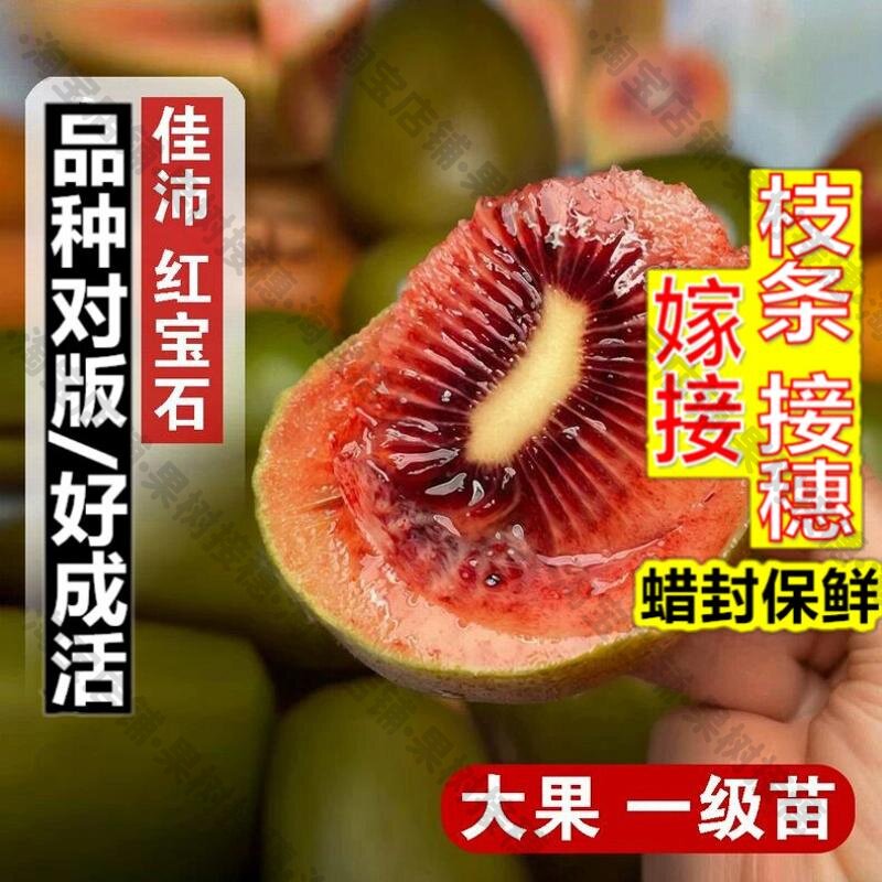 嫁接接穗枝条码子芽新西兰佳沛红宝石猕猴桃树果苗爬藤奇异果红心图片