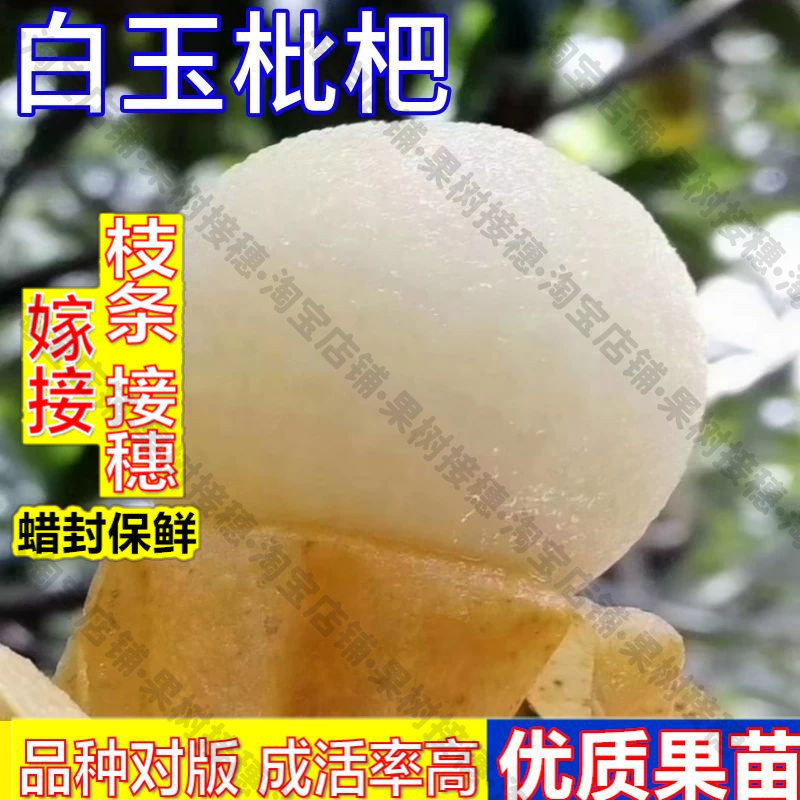 嫁接接穗枝条码子芽白玉枇杷树果苗果盆栽嫁接苗南北方耐寒带土白图片