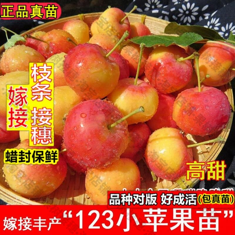 嫁接接穗枝条码子芽东北123小苹果树苗耐寒沙果海棠果苗南方北方图片