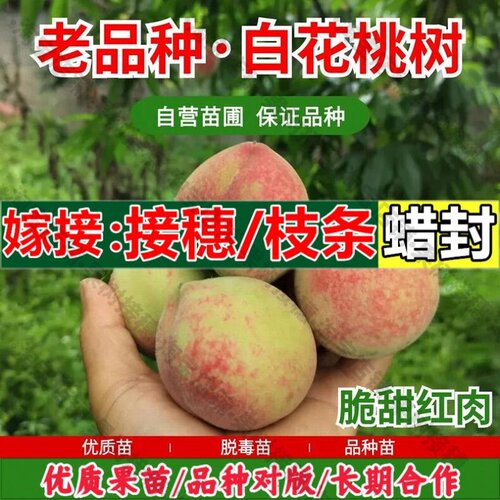 嫁接接穗枝条码子芽特早熟白花桃树苗血桃脆甜老品种百花桃树果苗