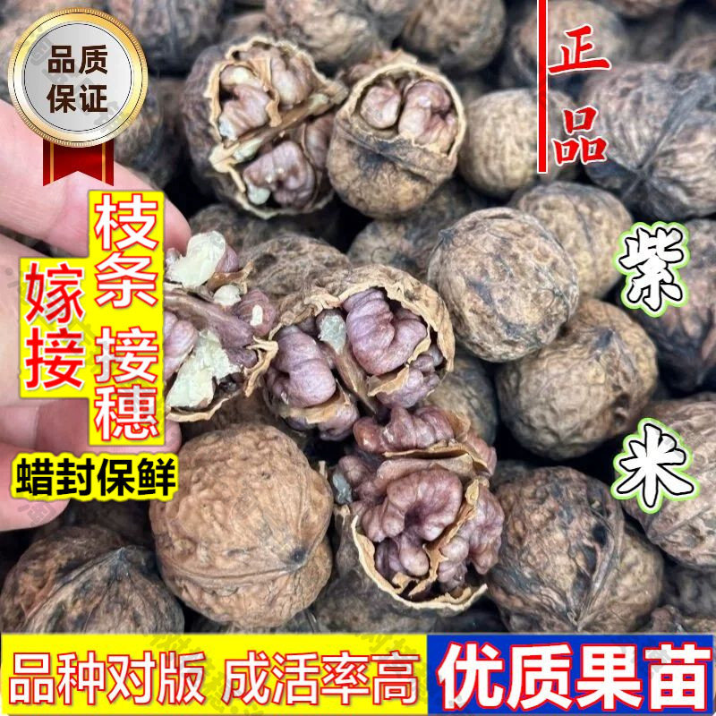 嫁接接穗枝条码子芽云南漾濞野生红衣尖嘴紫米核桃树苗娘亲紫衣仁图片