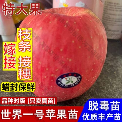 嫁接接穗枝条码子芽嫁接世界一号苹果树苗新品种脆甜苹果苗盆栽庭