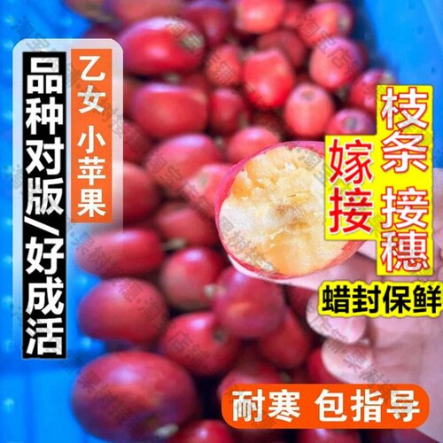 嫁接接穗枝条码子芽嫁接日本乙女小苹果树苗脆甜多汁矮化盆栽耐寒