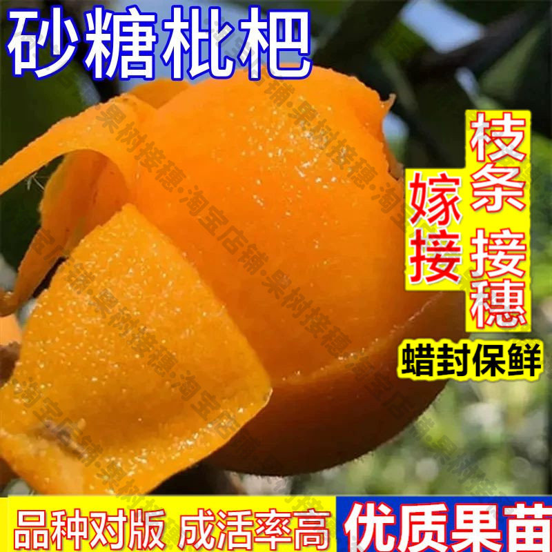 嫁接接穗枝条码子芽砂糖枇杷树果苗大果南方北方耐寒嫁接苗盆栽带图片