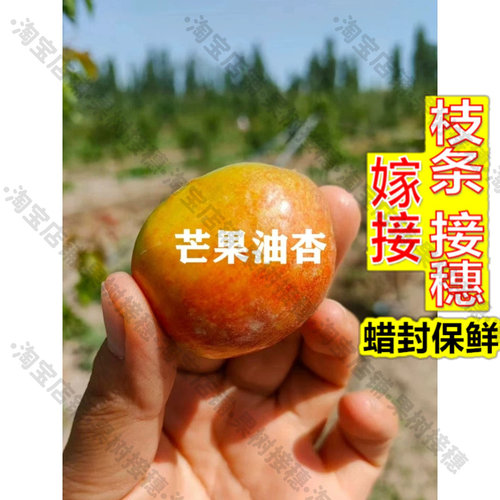嫁接接穗枝条码子芽新品种油杏树苗嫁接芒果杏苗红油杏子苗盆栽庭