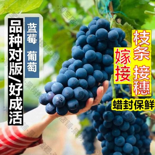 嫁接接穗枝条码子芽蓝莓葡萄树苗嫁接南方北方早熟夏黑葡萄苗阳台