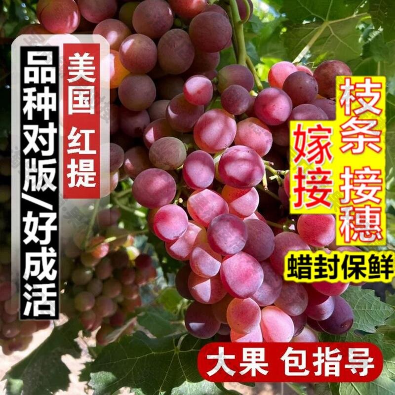 嫁接接穗枝条码子芽嫁接美国红提果树种子/种苗