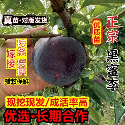 嫁接接穗枝条码子芽嫁接黑蜜李李子树苗黄肉黑布林大李子苗盆栽地