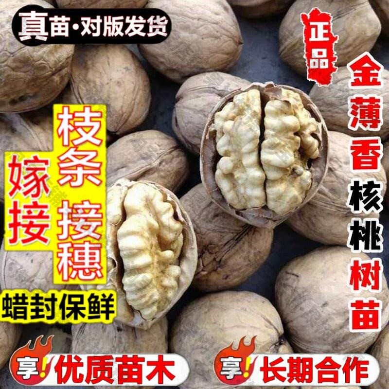 嫁接接穗枝条码子芽嫁接金薄香一号薄皮核桃树果苗薄壳纸皮核桃树图片