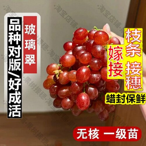 嫁接接穗枝条码子芽新疆火焰无核玻璃翠葡萄树苖盆栽耐寒脆甜珍珠