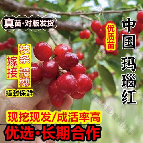 嫁接接穗枝条码子芽玛瑙红樱桃树苗嫁接车厘子树苖北南方种植樱桃