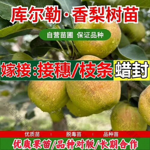 嫁接接穗枝条码子芽新疆库尔勒香梨树苗嫁接梨树果苗南方北方种植
