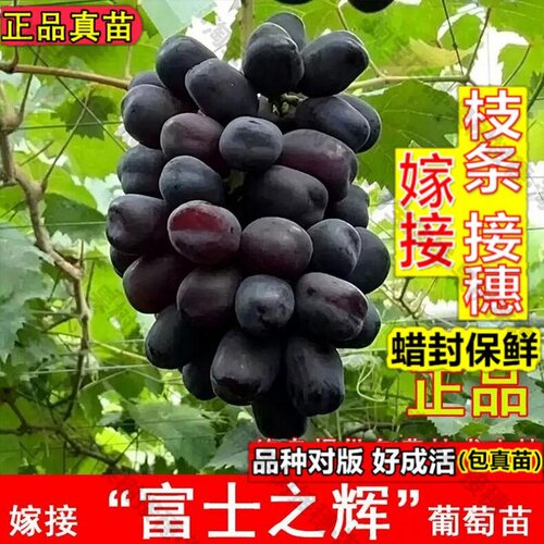 嫁接接穗枝条码子芽嫁接富士之辉葡萄树苗新品种无籽黑色阳光玫瑰