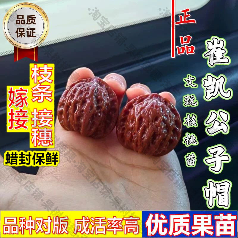 嫁接接穗枝条码子芽京公子文玩核桃树苗桃心矮桩崔凯公子帽麻核桃