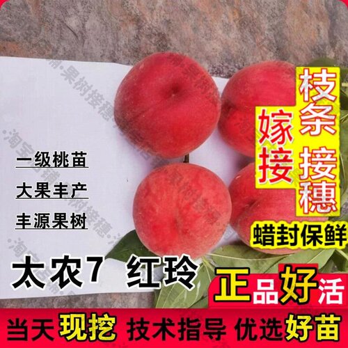 嫁接接穗枝条码子芽红玲水蜜桃苗台农7号水蜜桃苗南方水蜜桃盆栽