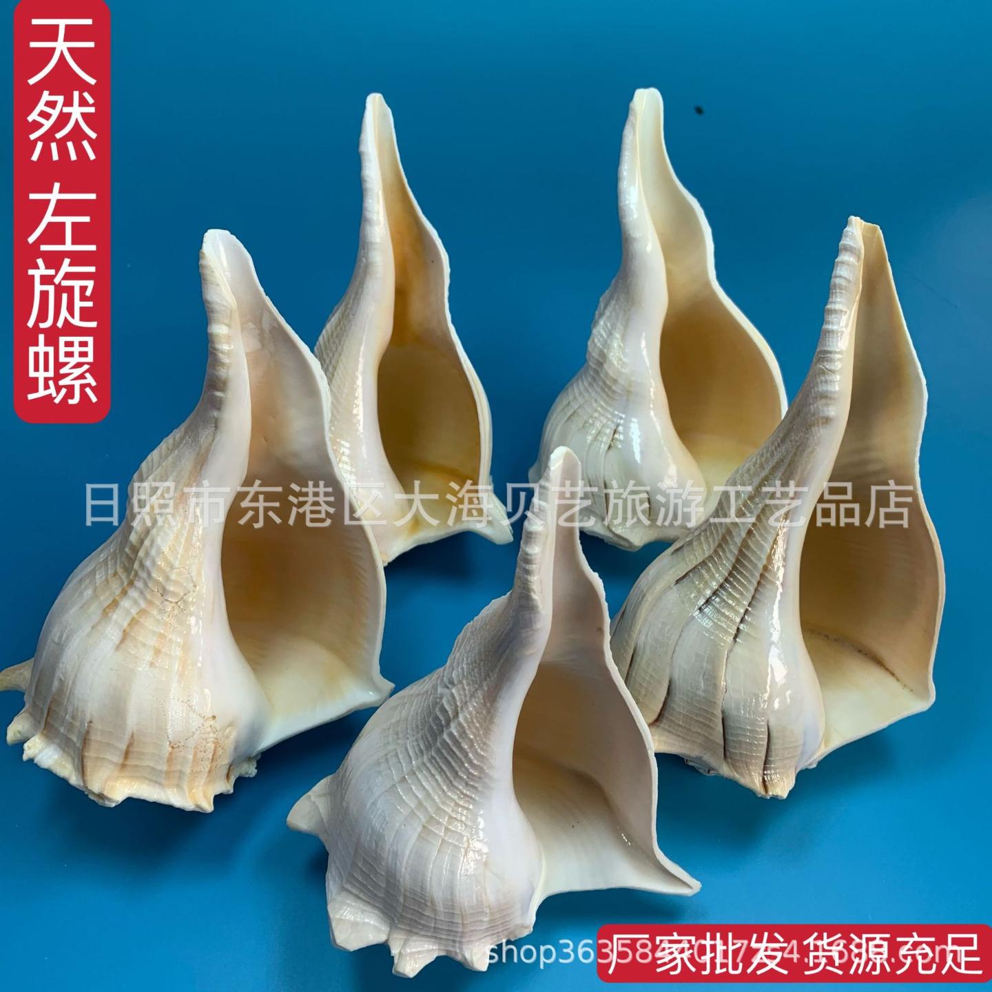 左旋法螺天然贝壳海螺鱼缸水族