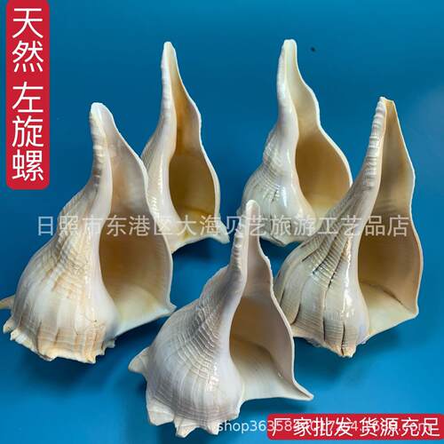 左旋法螺天然贝壳海螺鱼缸水族