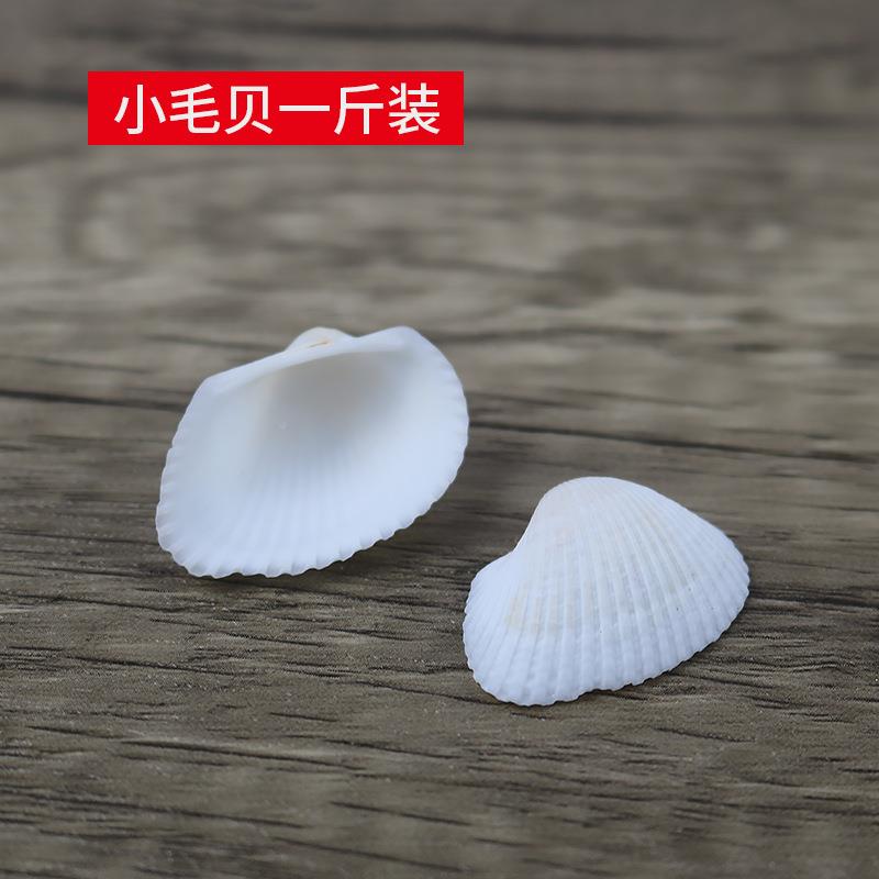 然贝壳海螺白色小手毛贝鱼缸水族装饰天品diy工贴墙材小毛贝料500